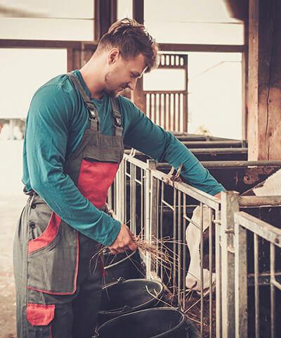 Ventajas de  Seguro Multirriesgo Agricola - Granjero joven dando de comer paja a un ternero en una granja con vacas
